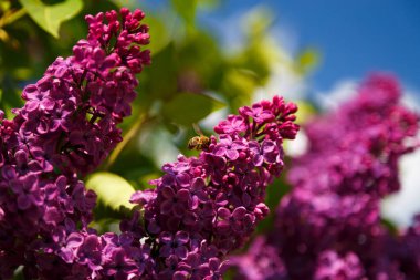 Çiçekleri dölleyen bir arıyla çiçek açan leylak dalının yakın çekimi. Parlak güneşli bir gün.