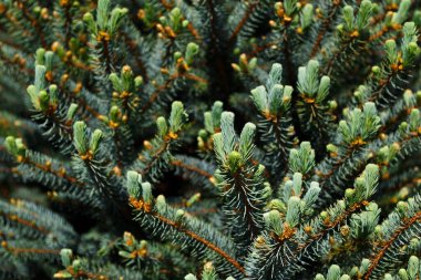 Taze açık yeşil filizlere yakın, köknar ağacı iğneleri bahar mevsiminde ortaya çıkıyor..