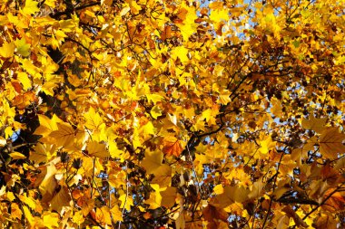 Turuncu sonbahar yaprakları lale ağacından. Parlak sonbahar güneşli günü.