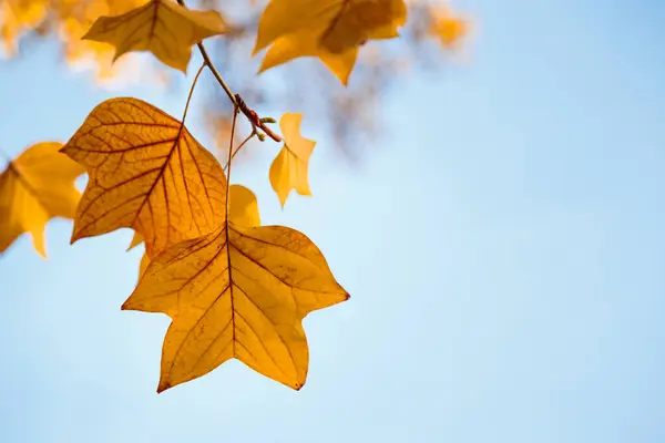 stock image Orange autumn leaves of a tulip tree against the sky. The bright autumn sunny day.