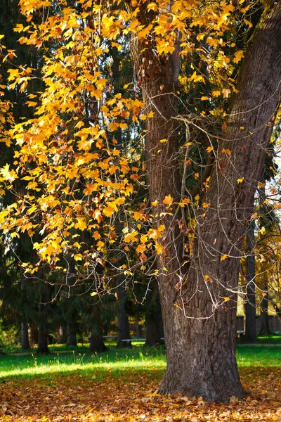 stock image An orange tulip tree in the sunlight in an autumn park. The bright autumn sunny day. Autumn leaves.