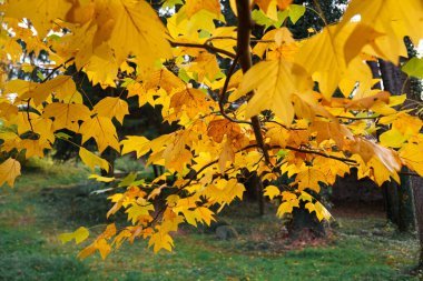 Lale ağacının dallarında turuncu, sarı ve yeşil yapraklar. Parlak sonbahar günü. Sonbahar yaprakları.