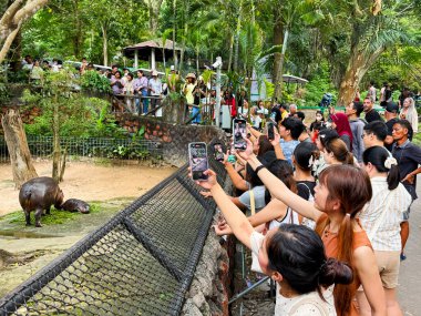 Chonburi, Tayland - 23 Şubat 2024: Turistler Khao Kheow Açık Hayvanat Bahçesi 'nde Moo Deng adlı anne ve bebek su aygırının şirinliğine hayran.