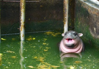 Khao Kheow Açık Hayvanat Bahçesi, Chonburi Tayland 'da dişi bir cüce hipopotam.