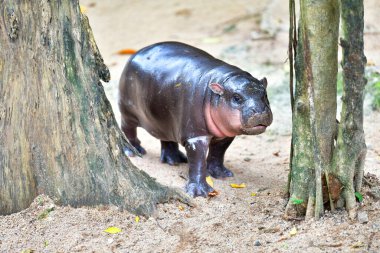 Chonburi Tayland 'da Khao Kheow Açık Hayvanat Bahçesi' nde 