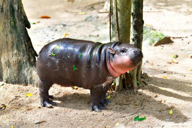 A female dwarf Pygmy hippo named 