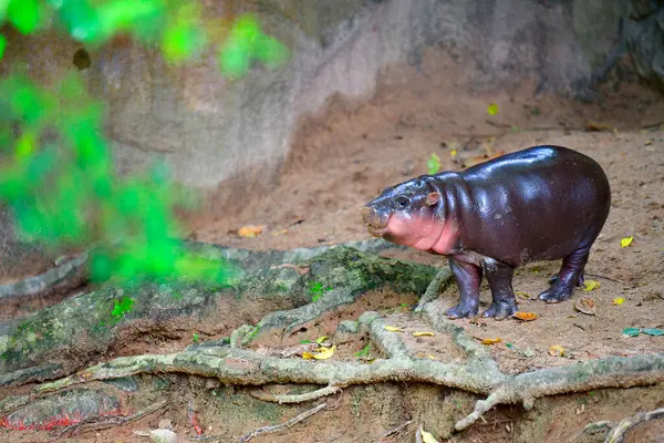 stock image A female dwarf Pygmy hippo named 