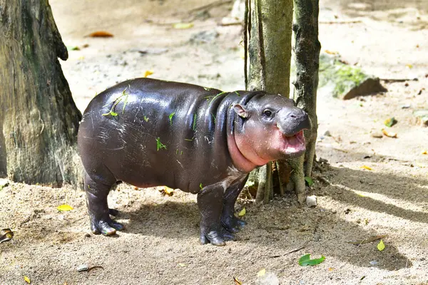 stock image A female dwarf Pygmy hippo named 