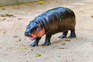 Khao Kheow Açık Hayvanat Bahçesi, Chonburi Tayland 'da dişi bir cüce hipopotam.