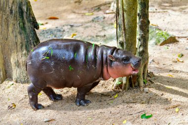  A female dwarf Pygmy hippo in Khao Kheow Open Zoo , Chonburi Thailand clipart