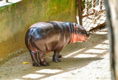 Cüce bir cüce hipopotam, Chonburi Tayland 'da Khao Kheow Açık Hayvanat Bahçesi