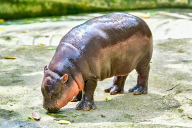 A female dwarf Pygmy hippo, Khao Kheow Open Zoo in Chonburi Thailand clipart