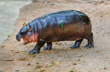 A female dwarf Pygmy hippo, Khao Kheow Open Zoo in Chonburi Thailand clipart