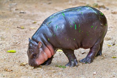 Cüce bir cüce hipopotam, Chonburi Tayland 'da Khao Kheow Açık Hayvanat Bahçesi