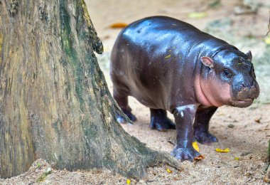 Cüce bir cüce hipopotam, Chonburi Tayland 'da Khao Kheow Açık Hayvanat Bahçesi
