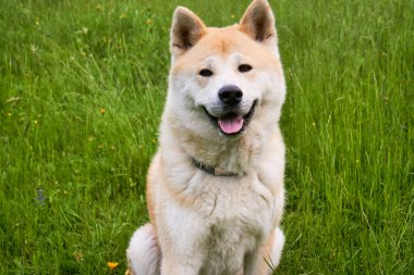 sevimli köpek çim üzerinde oturan