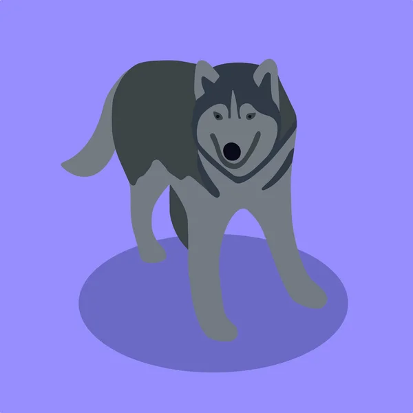 Husky Pes Vektor Izolované Ilustrace — Stockový vektor