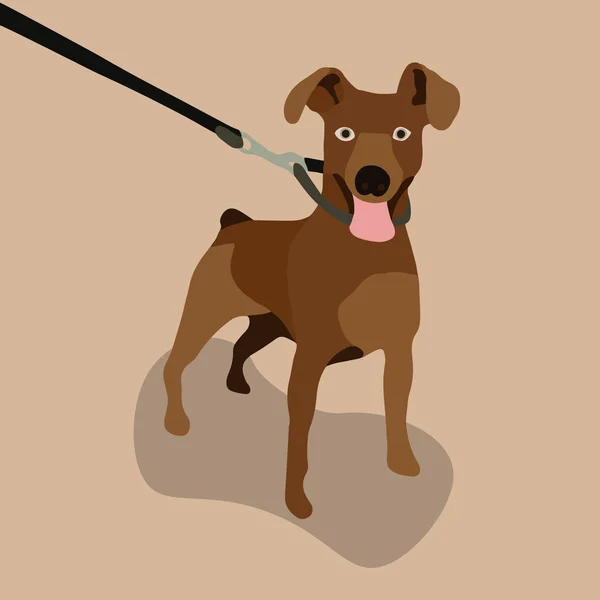 小型ピンチャー犬のベクトル絶縁イラスト — ストックベクタ