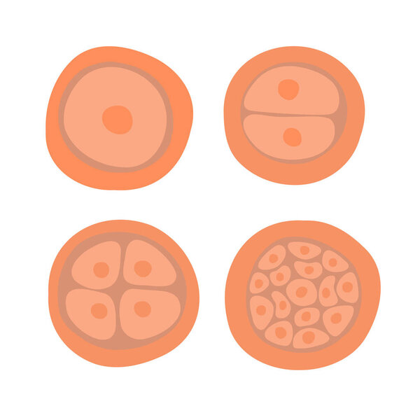 The process of cell division during fertilization. Egg cell division. Fertilization of the egg. Zygote.