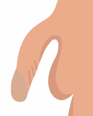 Beyaz arka planda erkek üreme organının izole edilmiş temsilcisi..