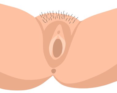 Vector isolated illustration of female genital organ. vagina Gynecology. Women's consultation.