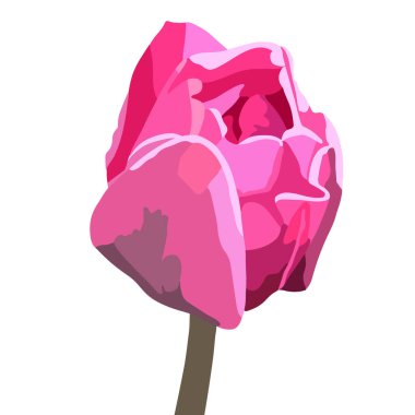 Vector isolated illustration of tulips on a white background.