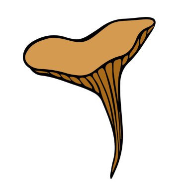 Beyaz arkaplanda Chanterelle mantarı izole edilmiş vektör çizimi.