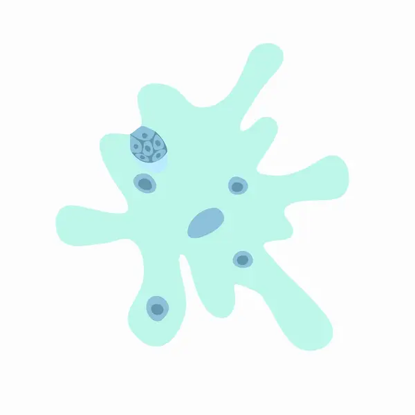 stock vector Vector isolated illustration of amoeba proteus on a white background. Studying the structure of an amoeba.