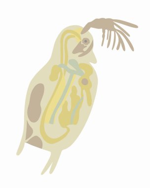 Vector isolated illustration of Daphnia under a microscope on a white background. clipart