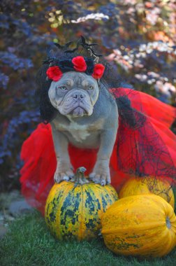 Leylak Amerikan kabadayısı kameraya bak.