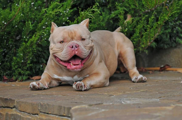 Lindo Perro Sentado Suelo — Foto de Stock