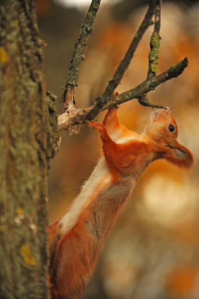 Squirrel Sits Tree Sniffs Branch — Stock Photo, Image