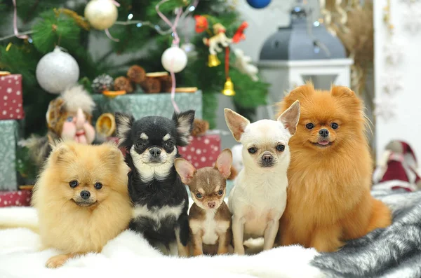 Chihuahua Pomeranian Sentam Debaixo Árvore Natal Estão Prontos Para Celebrar — Fotografia de Stock