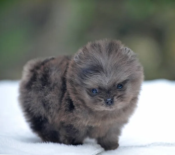 Bebê Bonito Pomeranian Cor Merle Traseira — Fotografia de Stock