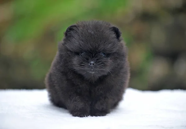 Lindo Bebê Pomeranian Senta Cesta Ano Novo — Fotografia de Stock