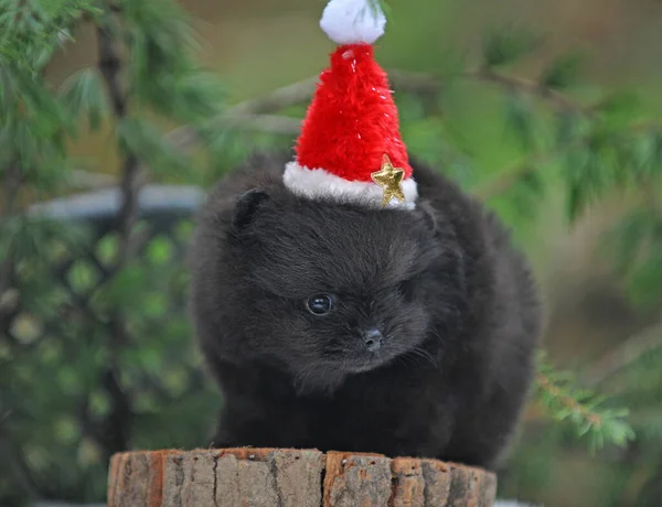 Kleine Pomeranian Puppy Zittend Een Stomp Met Een Kerstman Hoed — Stockfoto