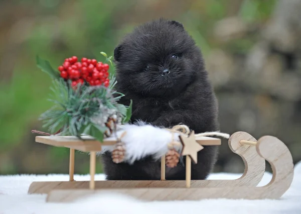 New Year Decoration Dogs — Stock Photo, Image