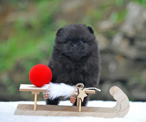 Baby Pomeranian New Year Christmas Decorations — Stock Photo, Image