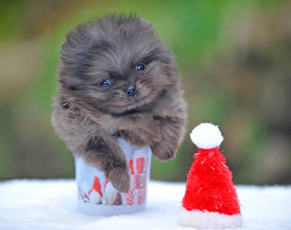 Mini Pomeranian Very Rare Color Sits Small New Year Bucket — Stock Photo, Image