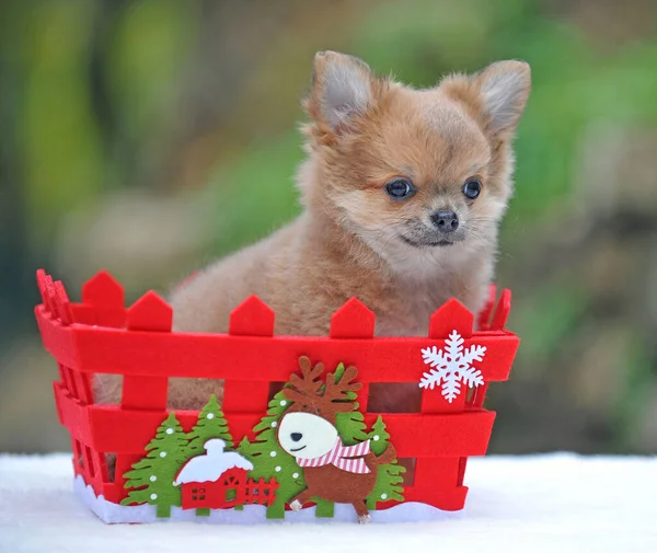 Hermoso Chihuahua Bebé Sienta Una Canasta Año Nuevo — Foto de Stock