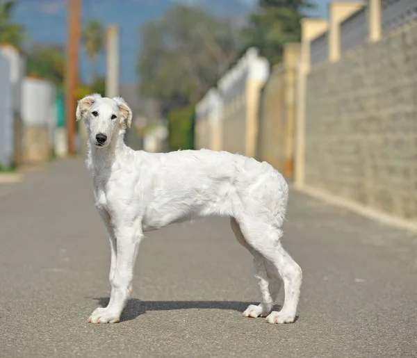 Elegant borzoi dog also known as the russian wolfhound