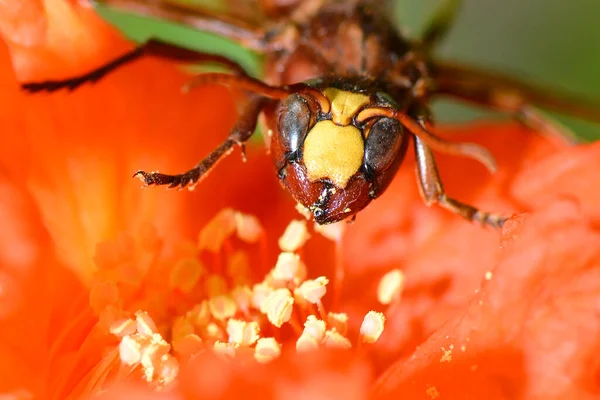 欧洲大黄蜂 自然界中的黄蜂 — 图库照片