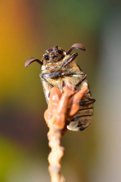 지푸라기 딱정벌레 — 스톡 사진