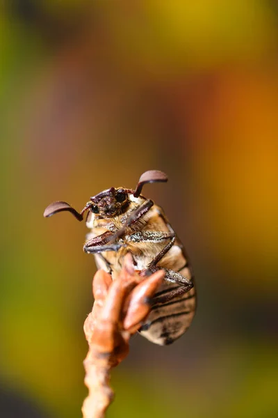 Polyphylla Fullo 稻草上的甲虫 — 图库照片