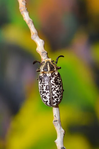 Polyphylla Fullo Beetle Straw — Stock Photo, Image