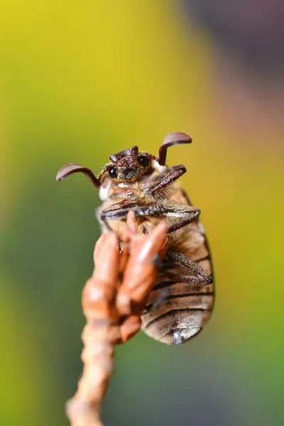 Polyphylla Fullo 稻草上的甲虫 — 图库照片