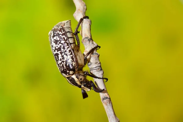Polyphylla Fullo Beetle Straw — Stock Photo, Image