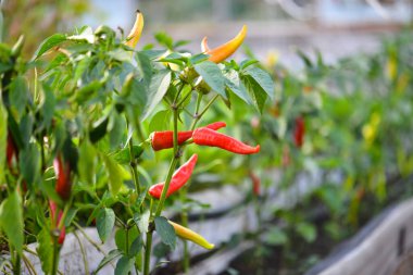 Serada yetişen taze kırmızı biber..