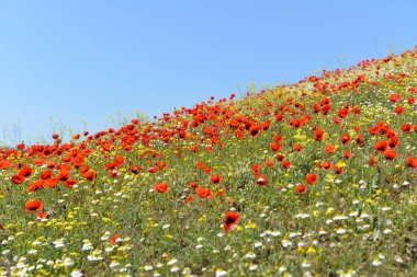 Renkli çiçek tarlaları, gelincik tarlaları.