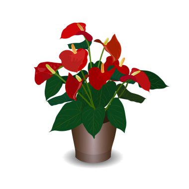Çiçek, çiçek saksısında bulunan kalp şeklinde bir çiçektir. Anthurium kırmızısı. Flamingo çiçekleri ya da Erkek çiçekleri Çiçek saksısında at kuyruklu Anthurium. 